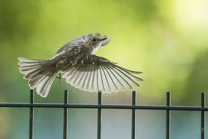 Framed Print : A juvenile spotted flycatcher (Muscicapa striata) in the air over a metal fence against a green background