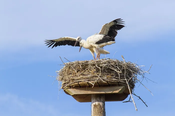 Framed Print : Two juvenile storks standing on nest Framed Print : Two juvenile storks standing on nest