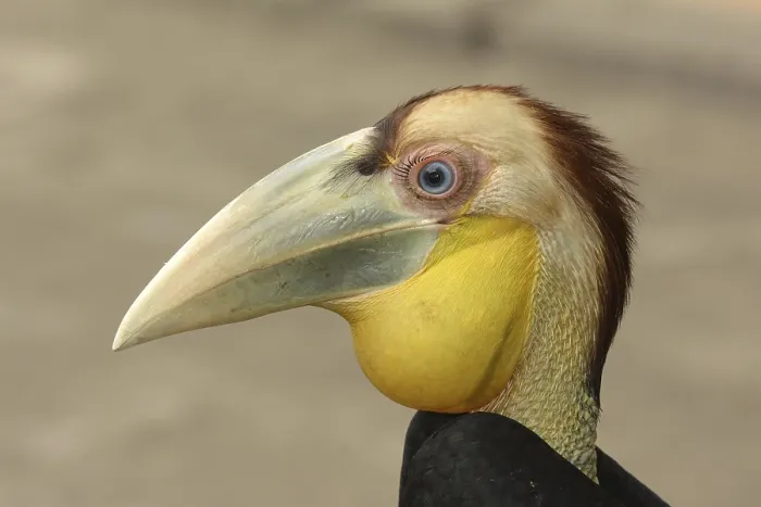 Framed Print : Juvenile wreathed hornbill (Rhyticeros undulatus)