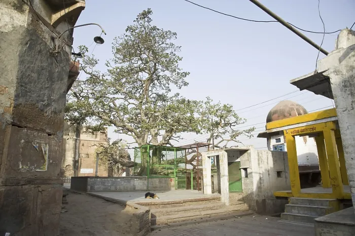 Framed Print : Kadamba tree, vrindavan uttar pradesh, india, asia