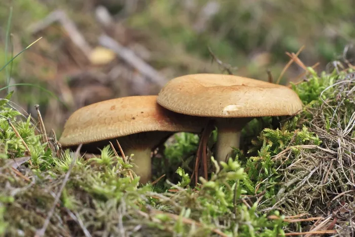 Framed Print : Kahler Krempling, Paxillus involutus (Paxillaceae)