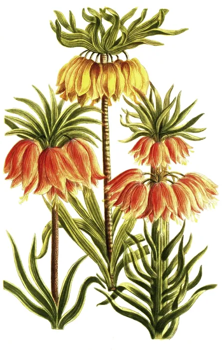 Framed Print : Kaiserkrone, Fritillaria imperialis Framed Print : Kaiserkrone, Fritillaria imperialis