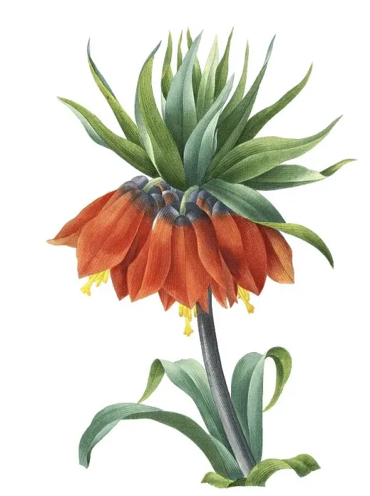 Framed Print : Kaiser's crown (Fritillaria imperialis)