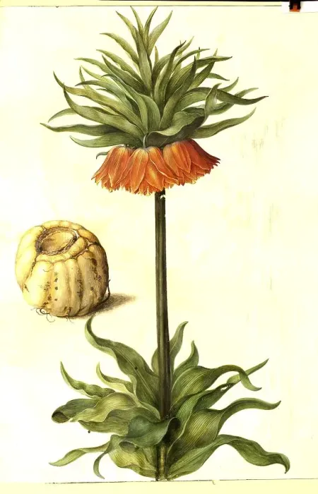 Framed Print : Kaiser's crown (Fritillaria imperialis) Framed Print : Kaiser's crown (Fritillaria imperialis)