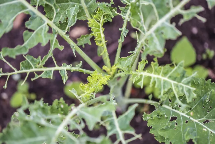 Framed Print : Kale leaves eaten away by caterpillars outdoors in the vegetable garden