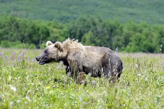 Framed Print : Kamchatka brown bear (Ursus arctos beringianus)