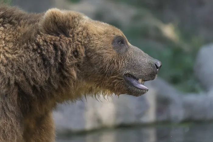 Framed Print : One Kamchatka brown bear (Ursus arctos piscator) Framed Print : One Kamchatka brown bear (Ursus arctos piscator)