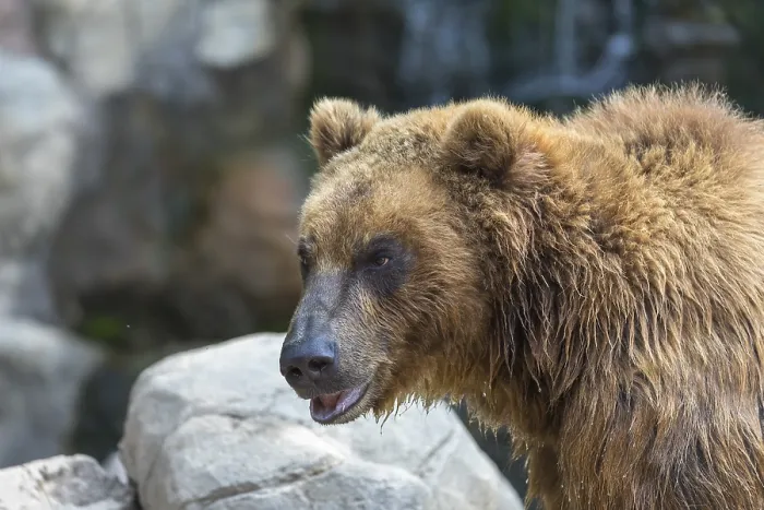 Framed Print : One Kamchatka brown bear (Ursus arctos piscator)