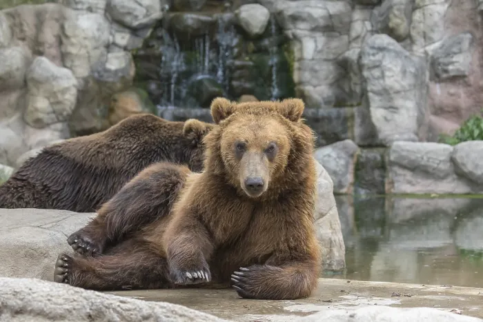 Framed Print : Two Kamchatka brown bear (Ursus arctos piscator)