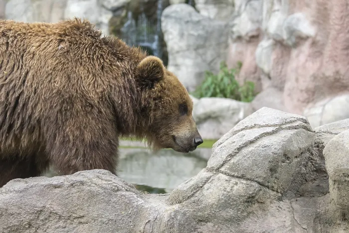 Framed Print : One Kamchatka brown bear (Ursus arctos piscator)