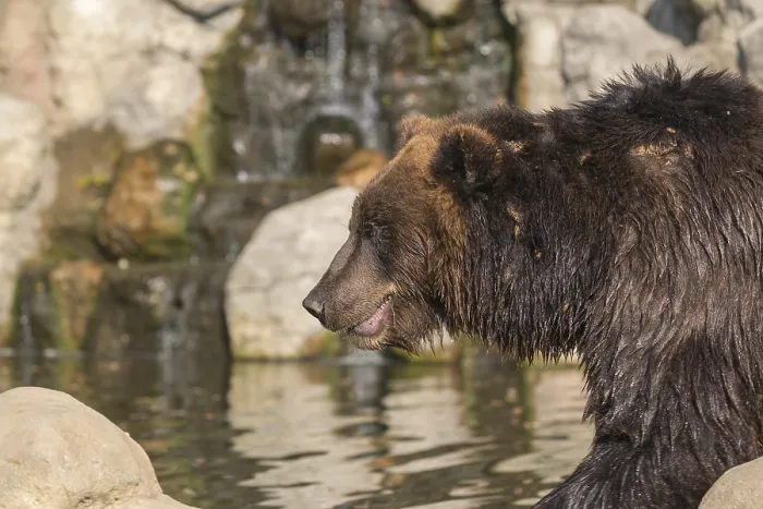 Framed Print : One Kamchatka brown bear (Ursus arctos piscator)