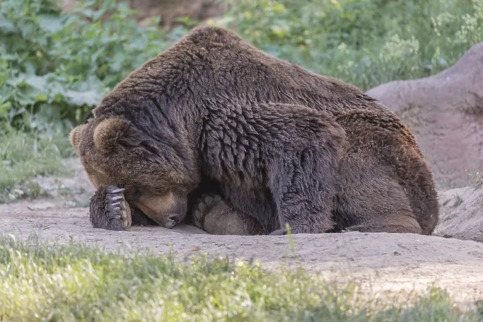 Framed Print : One Kamchatka brown bear (Ursus arctos piscator)