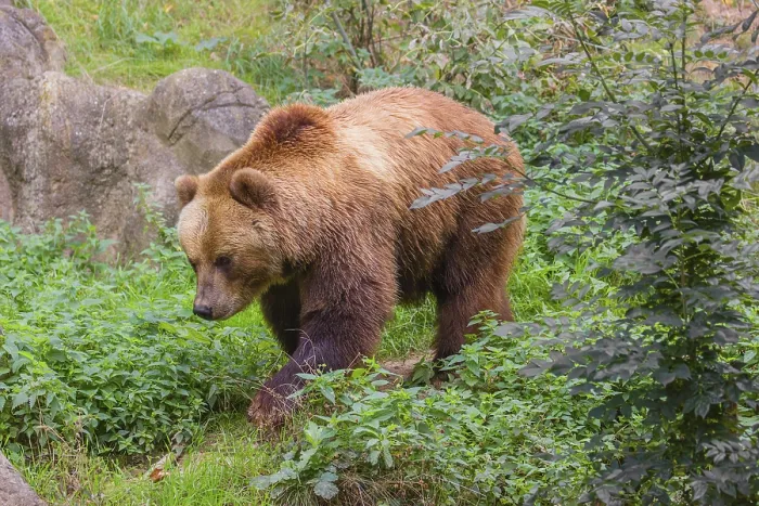 Framed Print : A Kamchatka brown bear (Ursus arctos piscator) runs across dense vegetation between rocks