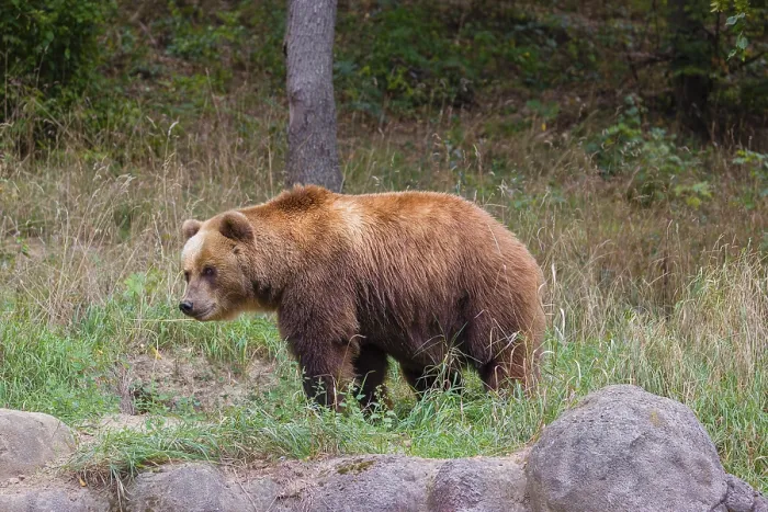 Framed Print : A Kamchatka brown bear (Ursus arctos piscator) runs across a meadow with tall grass between rocks and a forest