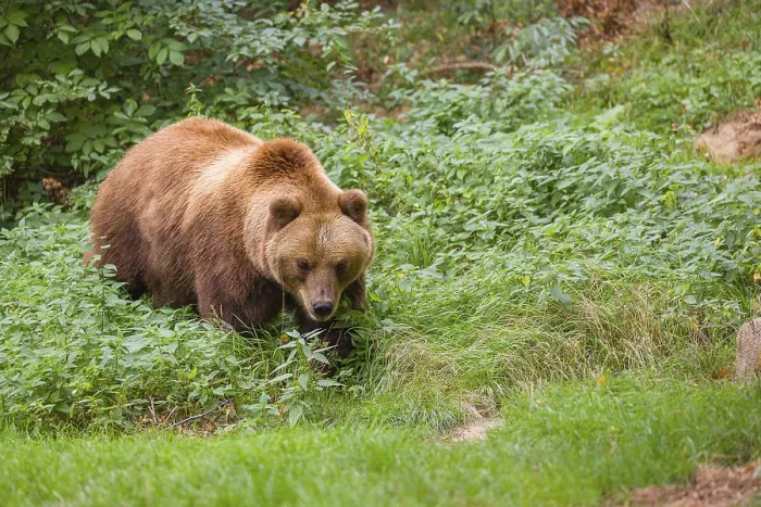Framed Print : A Kamchatka brown bear (Ursus arctos piscator) runs across a meadow with tall grass between rocks and a forest