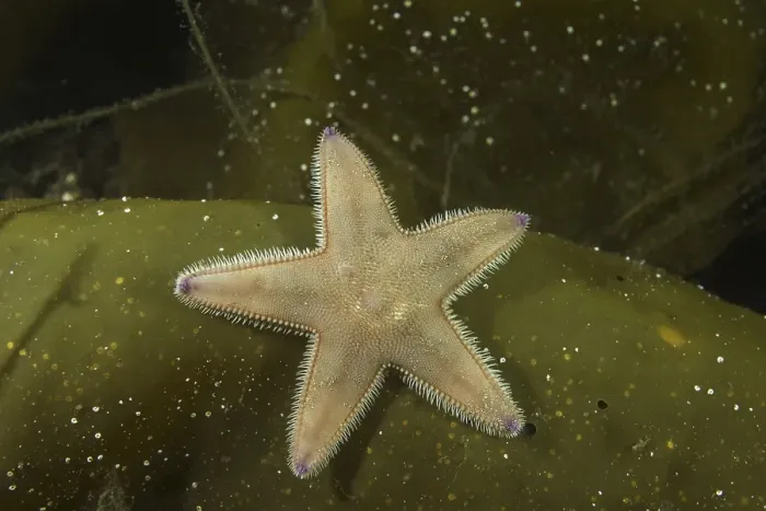 Framed Print : Kammseestern (Astropecten platyacanthus) on laminaria brown algae (Phaeophyceae)