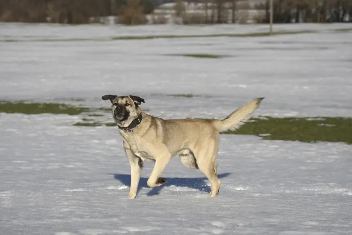 Framed Print : Kangal, Anatolian guard dog in the snow