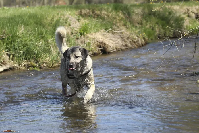 Framed Print : Kangal, Anatolian guard dog in the water