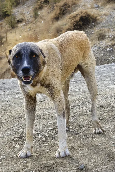 Framed Print : Kangal Shepherd dog along the road, Turkey, Asia