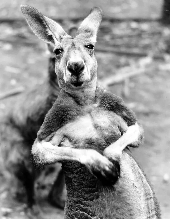 Framed Print : Kangaroo, ca. 1960s, exact place unknown, England Framed Print : Kangaroo, ca. 1960s, exact place unknown, England