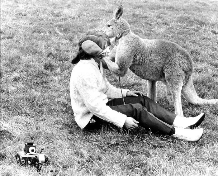 Framed Print : Kangaroo comforts photographer Framed Print : Kangaroo comforts photographer