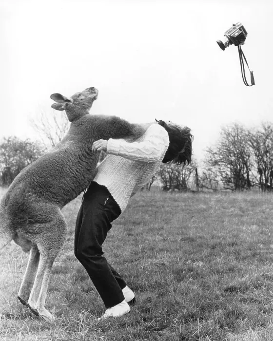 Framed Print : Kangaroo hitting a photographer Framed Print : Kangaroo hitting a photographer