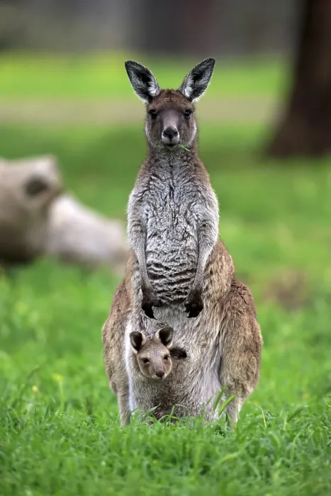 Framed Print : Kangaroo Island grey kangaroo (Macropus fuliginosus fuliginosus)