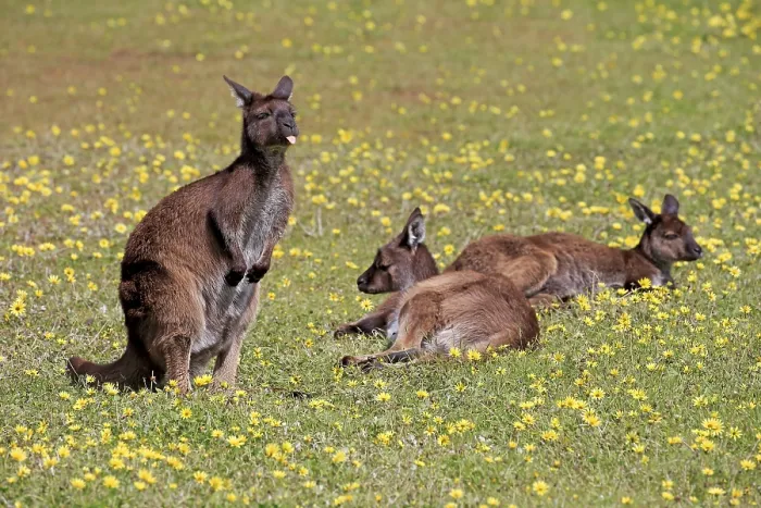 Framed Print : Kangaroo island grey kangaroo (Macropus fuliginosus fuliginosus) Framed Print : Kangaroo island grey kangaroo (Macropus fuliginosus fuliginosus)