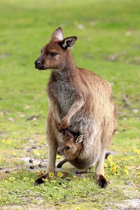 Framed Print : Kangaroo Island Kangaroo (Macropus fuliginosus fuliginosus)