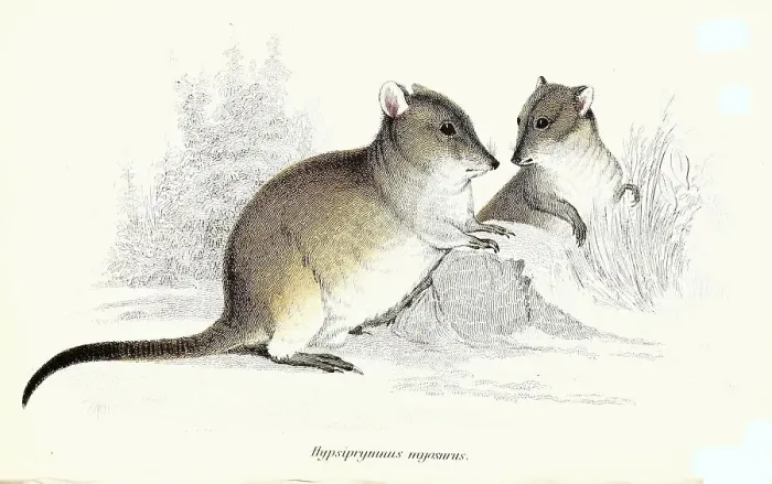 Framed Print : Kangaroo rat, Hypsiprymnus murinus