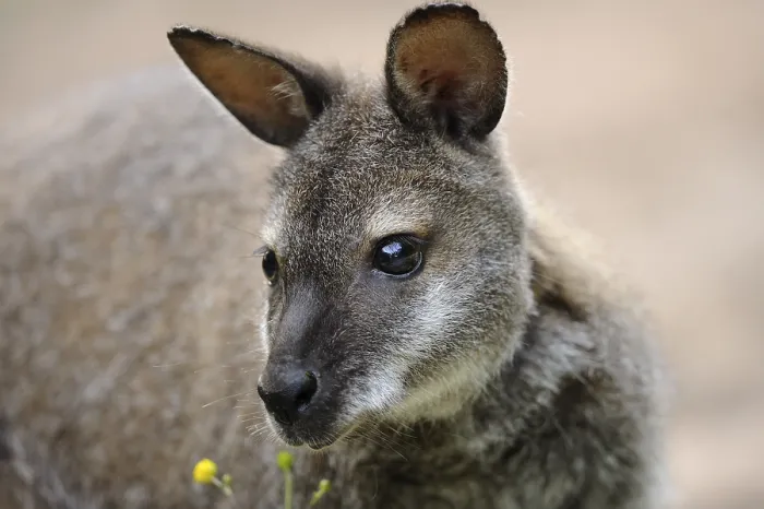 Framed Print : Kangaroo with soft fur and yellow flowers in the foreground