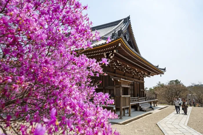 Framed Print : Kannondo of Ninna-ji Temple, purple blooming bush in spring