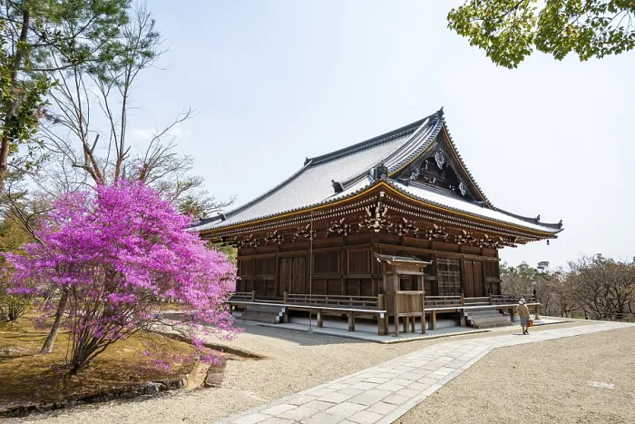 Framed Print : Kannondo of Ninna-ji Temple, purple blooming bush in spring