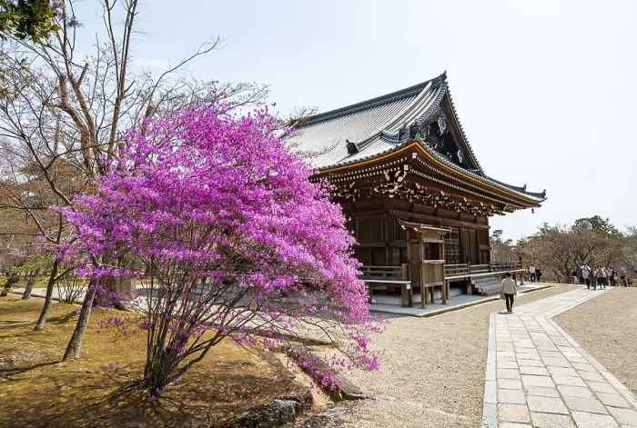 Framed Print : Kannondo of Ninna-ji Temple, purple blooming bush in spring