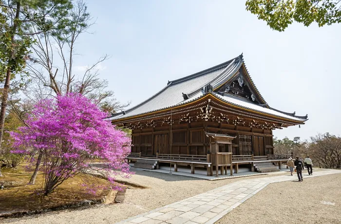 Framed Print : Kannondo of Ninna-ji Temple, purple blooming bush in spring