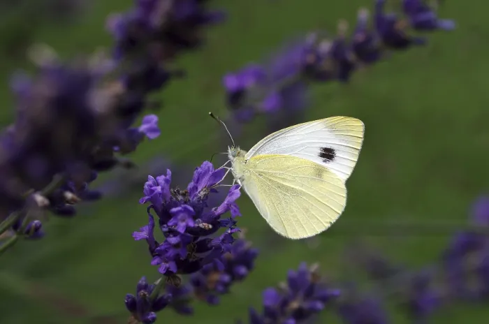 Framed Print : Karst white butterfly (Pieris mannii)