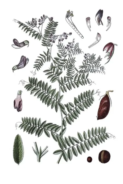 Framed Print : Kashubian vetch (Vicia cassubica) Framed Print : Kashubian vetch (Vicia cassubica)