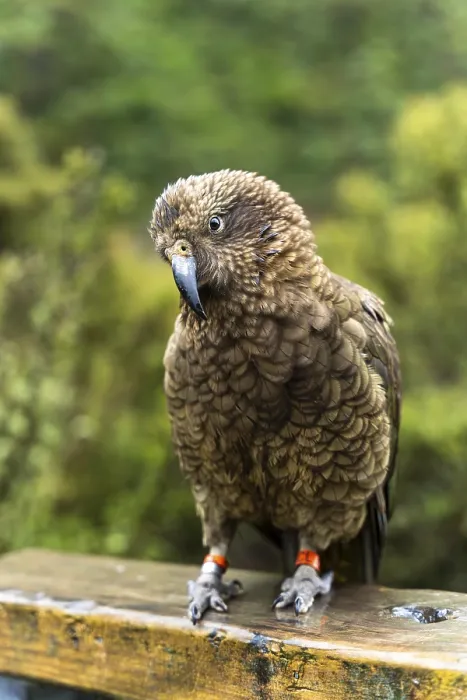 Framed Print : A Kea in Arthurs Pass National Park