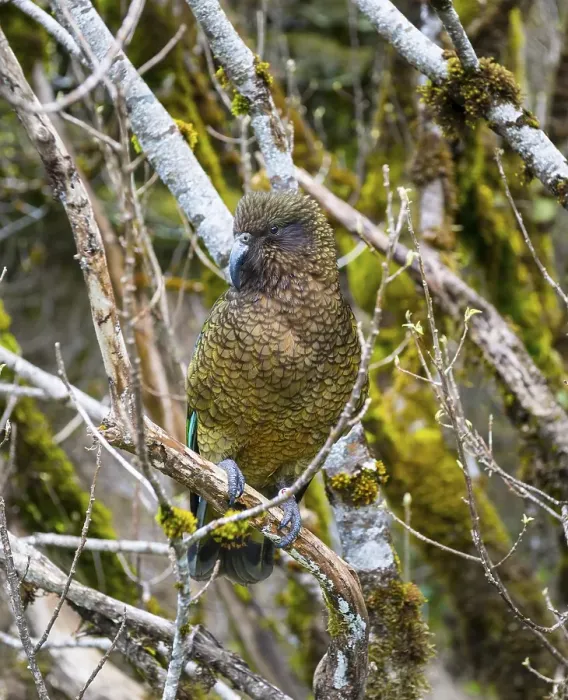 Framed Print : Kea (Nestor notabilis), adult sitting in tree Framed Print : Kea (Nestor notabilis), adult sitting in tree