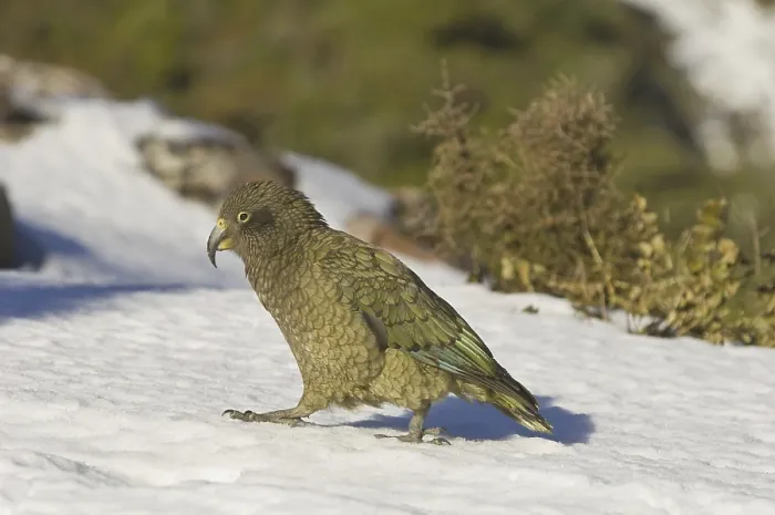 Framed Print : Kea (Nestor notabilis), adult, walking on snow Framed Print : Kea (Nestor notabilis), adult, walking on snow