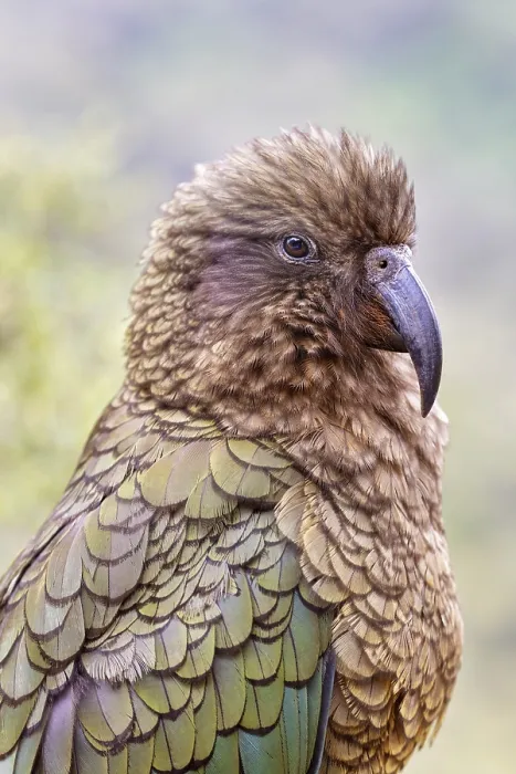 Framed Print : Kea (Nestor notabilis), Fiordland National Park