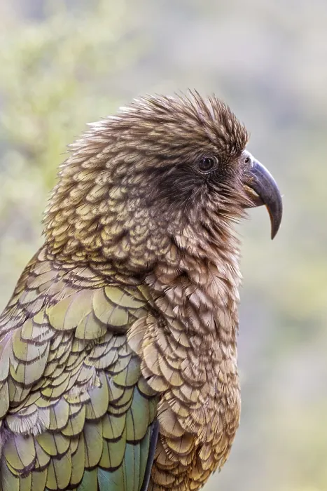 Framed Print : Kea (Nestor notabilis), Fiordland National Park