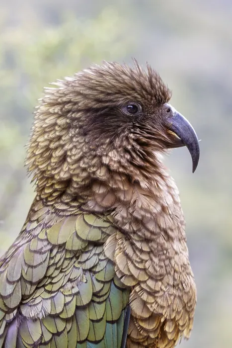 Framed Print : Kea (Nestor notabilis), Fiordland National Park