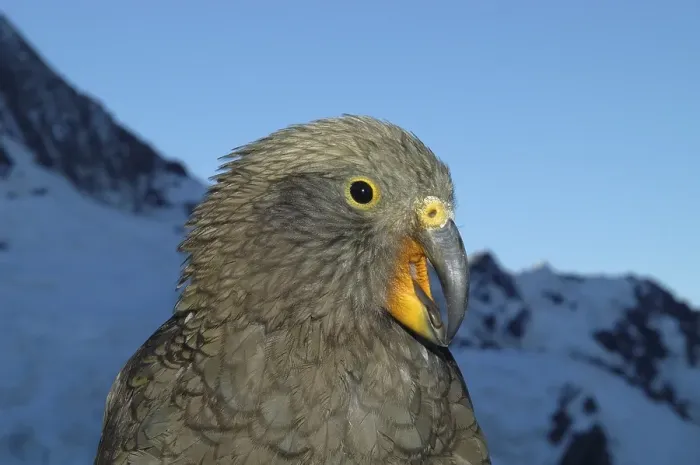 Framed Print : Kea (nestor notabilis), Mueller hut