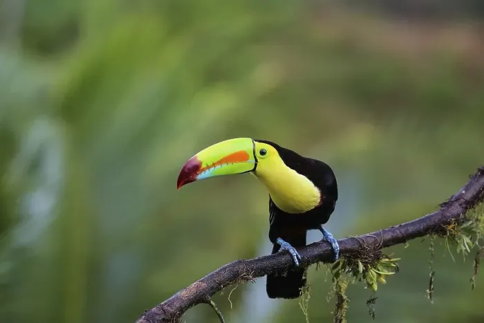 Framed Print : Keel billed toucan in the rainforest sitting on a branch Framed Print : Keel billed toucan in the rainforest sitting on a branch