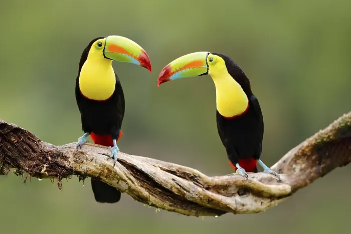 Framed Print : Keel-billed Toucan, Ramphastos sulfuratus Framed Print : Keel-billed Toucan, Ramphastos sulfuratus