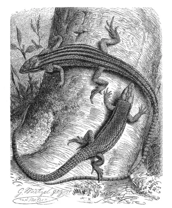 Framed Print : Keel lizard, Algyroides, genus of the true lizards Framed Print : Keel lizard, Algyroides, genus of the true lizards