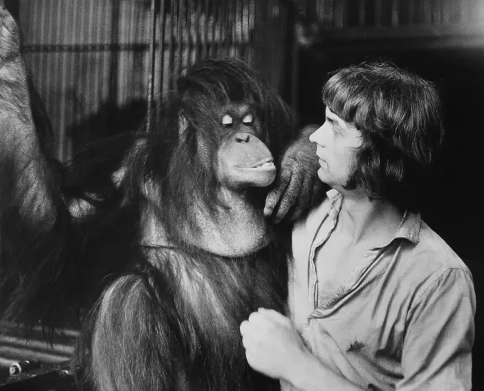 Framed Print : Keepers with orang utan, East Germany, around 1976