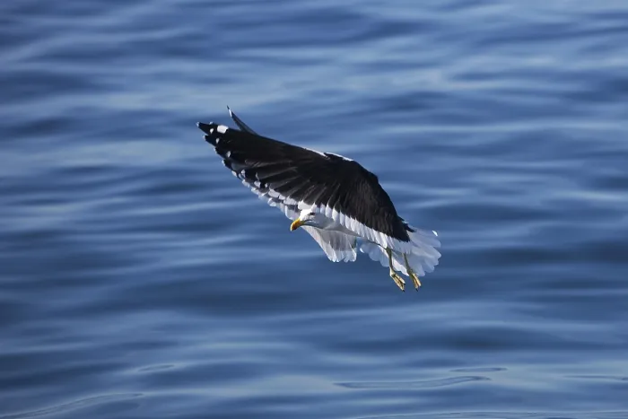 Framed Print : Kelp Gull (larus dominicanus), Adult in Flight