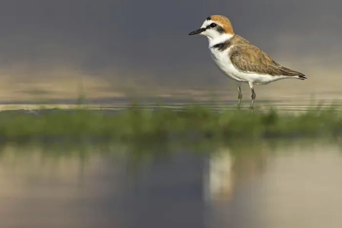 Framed Print : Kentish Plover (Charadrius alexandrinus) Framed Print : Kentish Plover (Charadrius alexandrinus)